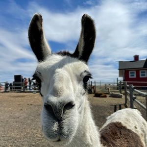 Meet your Posher, Nadine